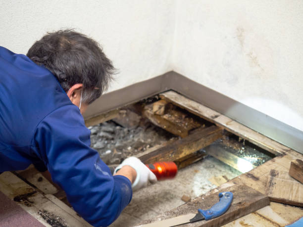 Mold Testing and Removal in Chelsea, AL