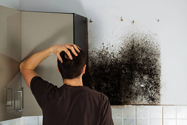 Attic Mold Removal in Chelsea, AL