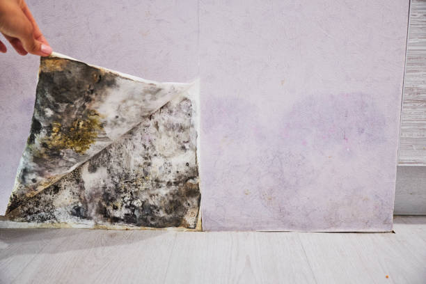 Best Emergency Mold Removal  in Chelsea, AL
